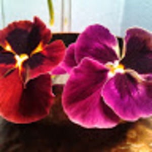 Meet your Posher, Laurel